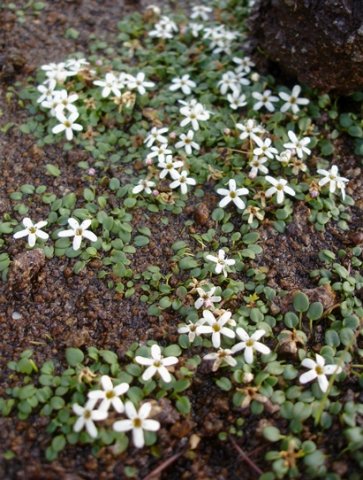 Limosella vesiculosa flowering on land